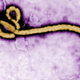 The Ebola Virus. Image: Getty Images